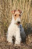 FOX TERRIER 041